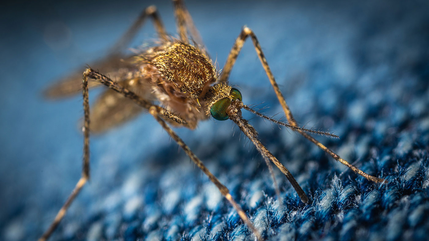 Close up of a female mosquito feeding