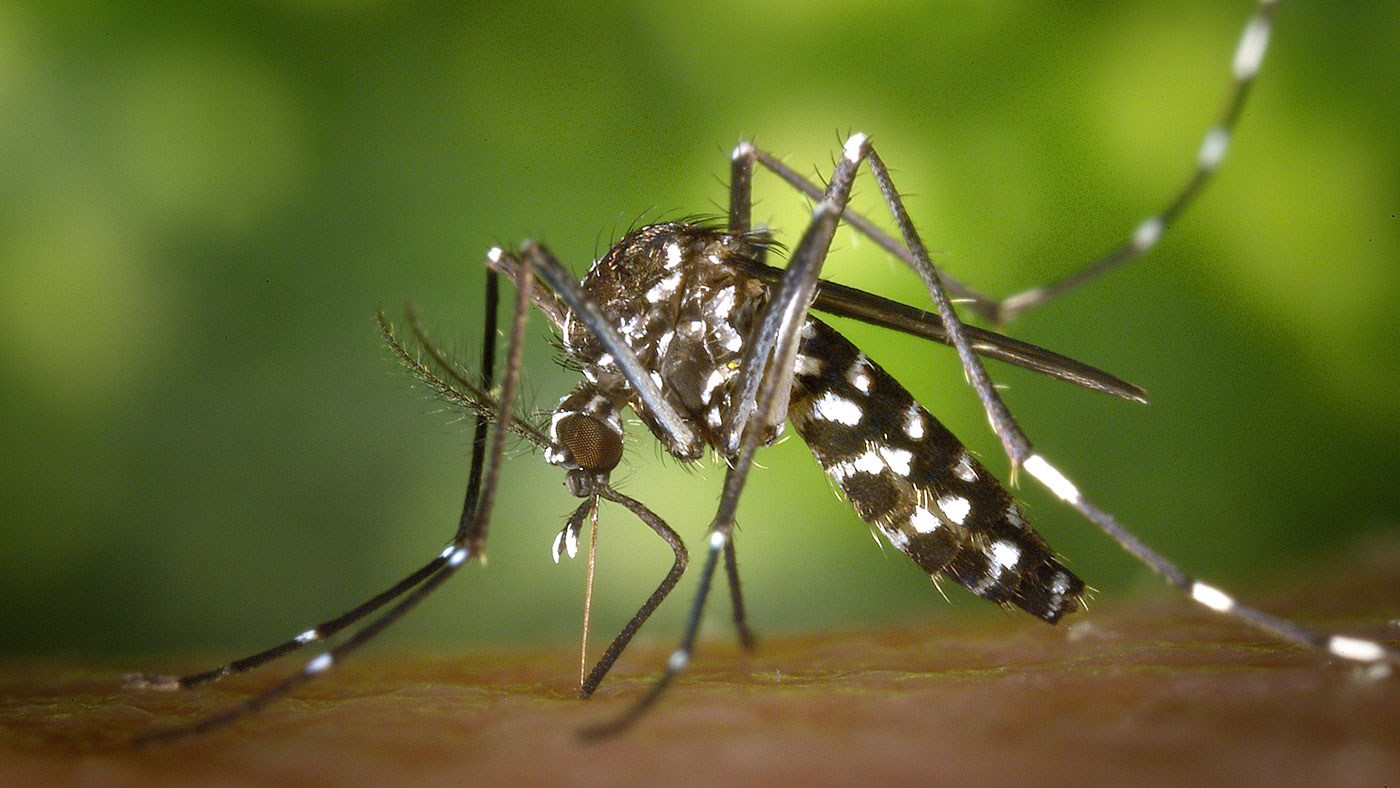 Close up of Aedes aegypti, the yellow fever, dengue, chikungunya, and zika virus mosquito